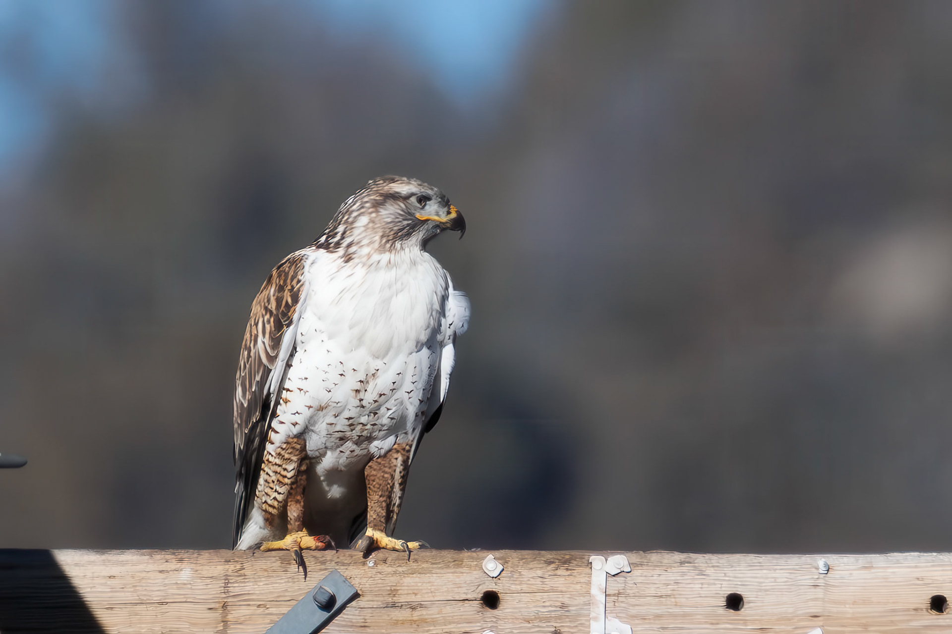 Ferruginous Hawk