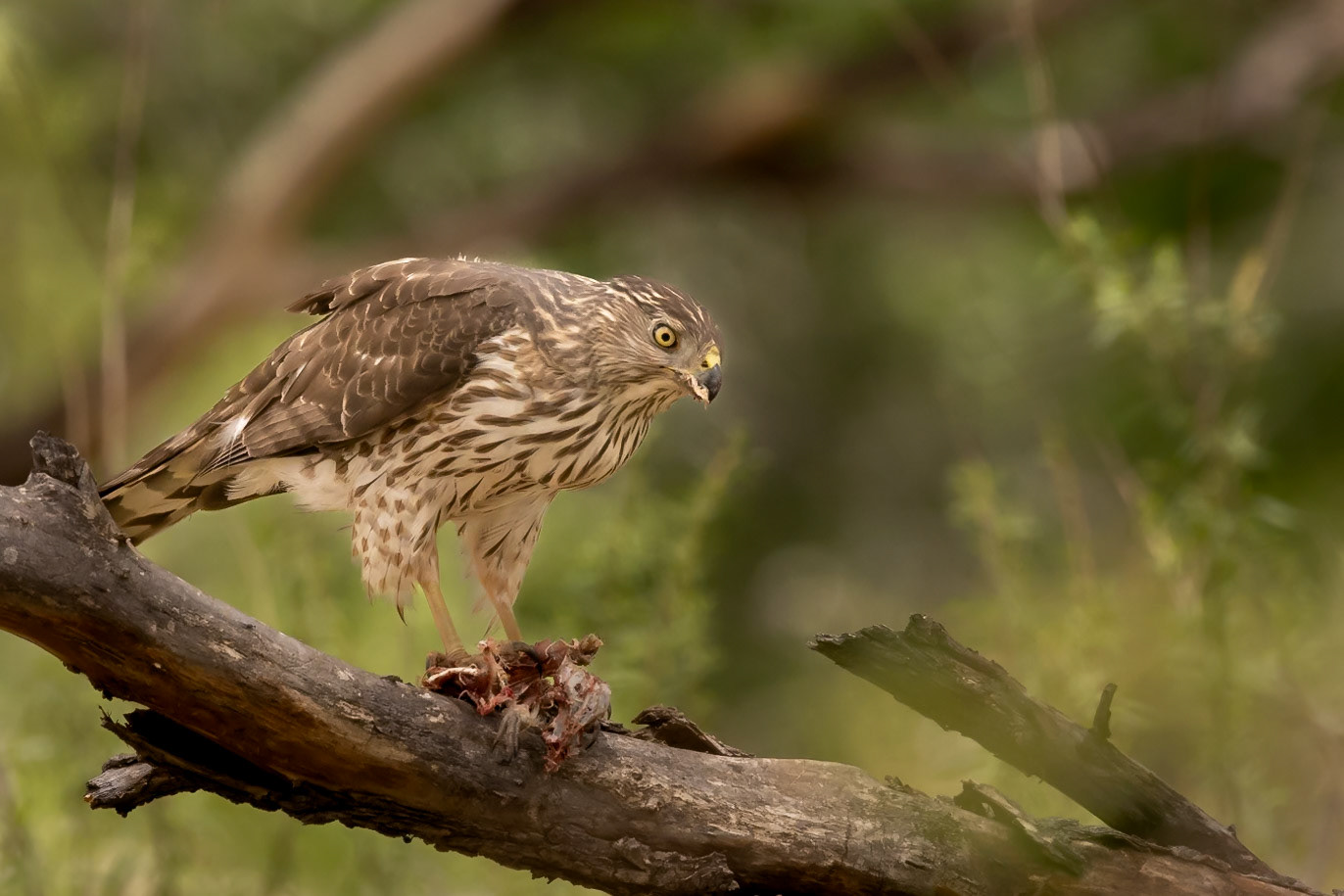 Cooper's Hawk