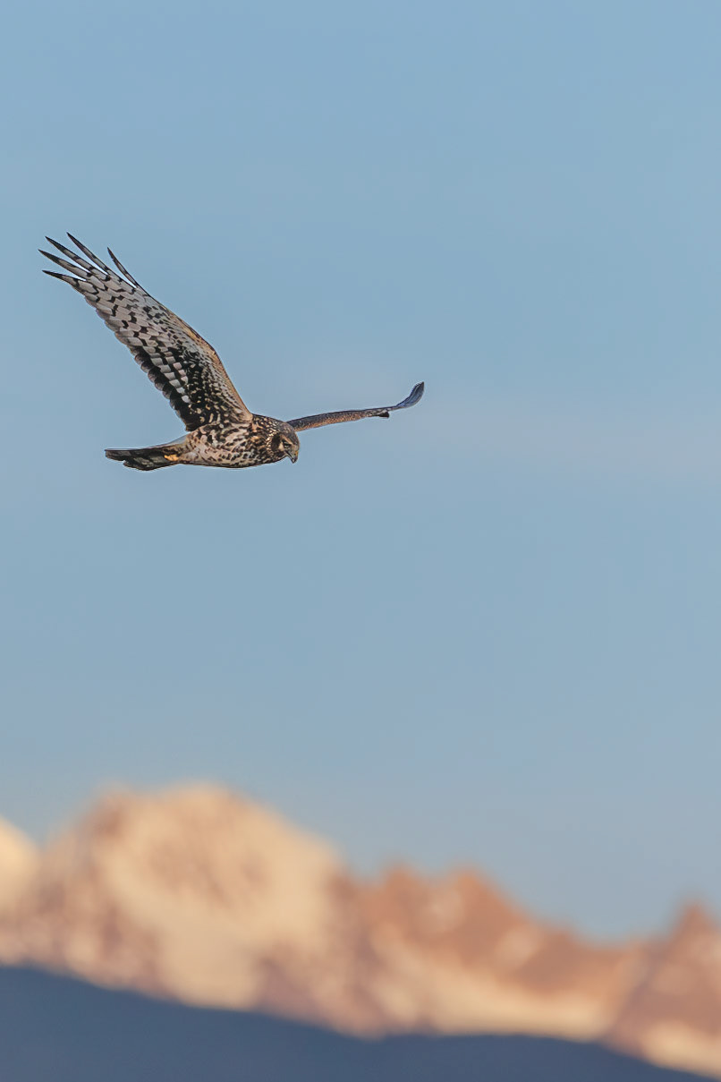 Northern Harrier