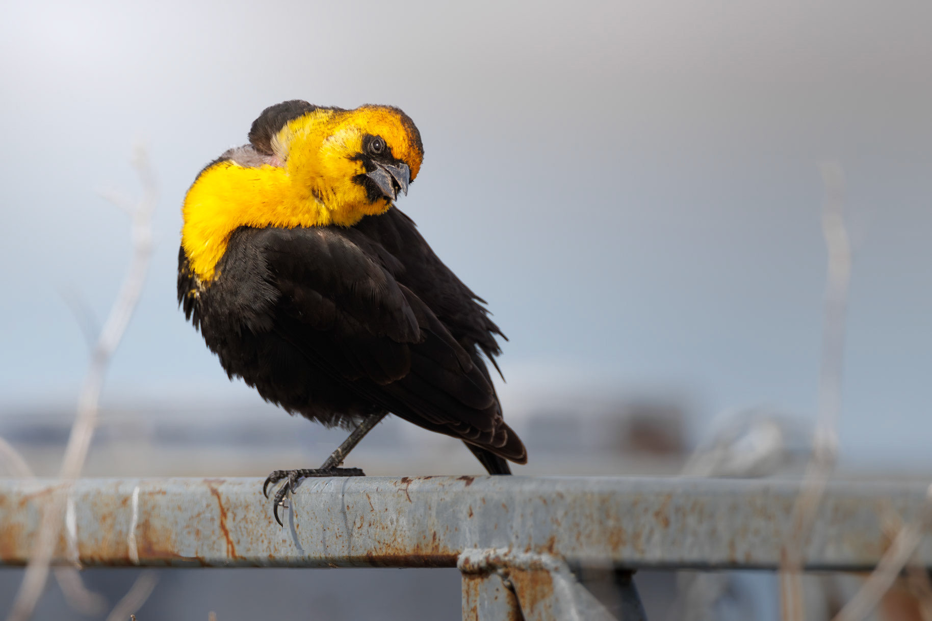 Yellow-headed Blackbird