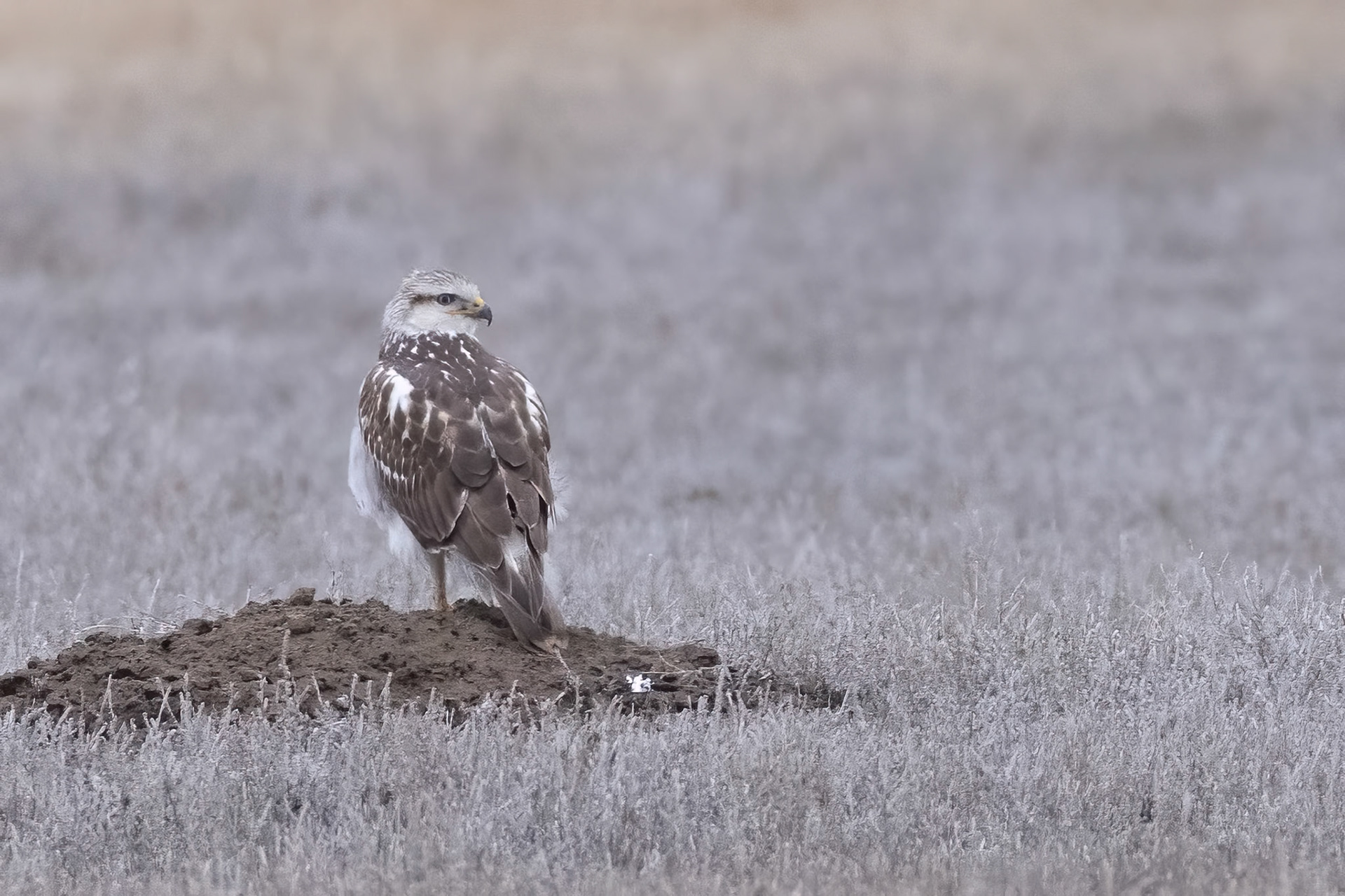 Ferruginous Hawk