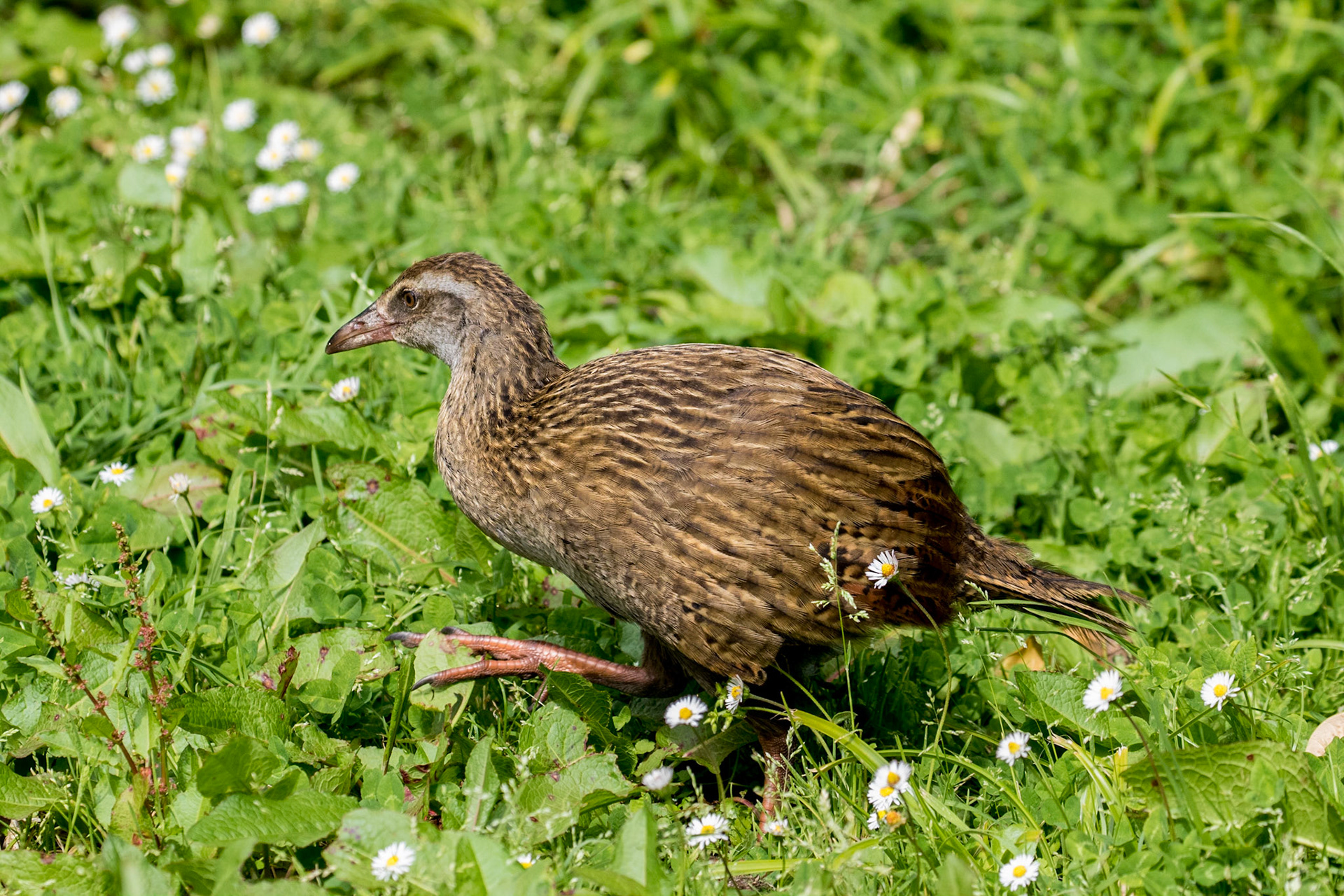 Western Weka