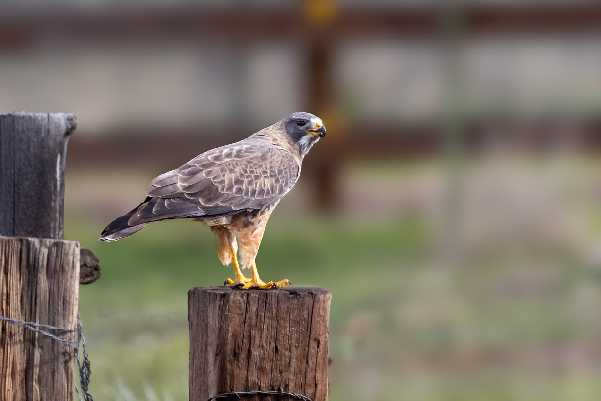 Swainson's Hawk