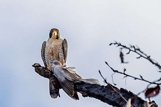 Peregrine Falcon