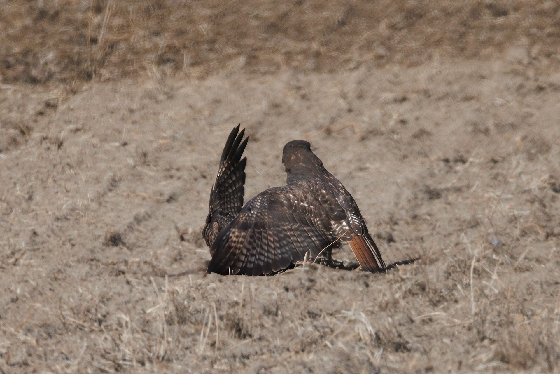 Red-tailed Hawks