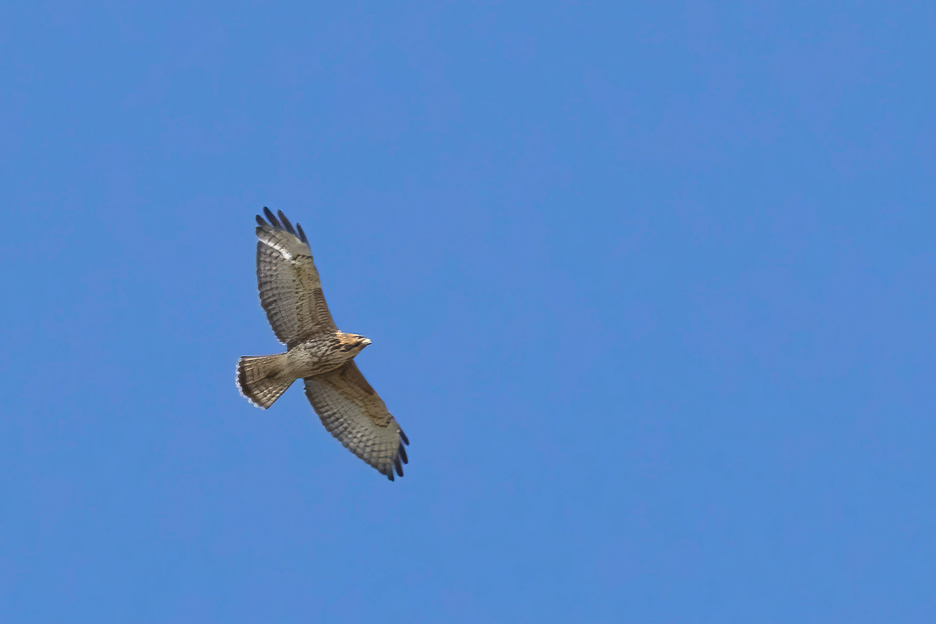 Broad-winged Hawk