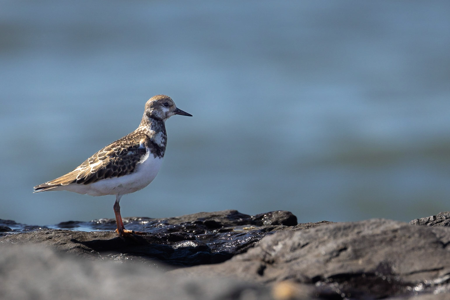 Ruddy Turnstone