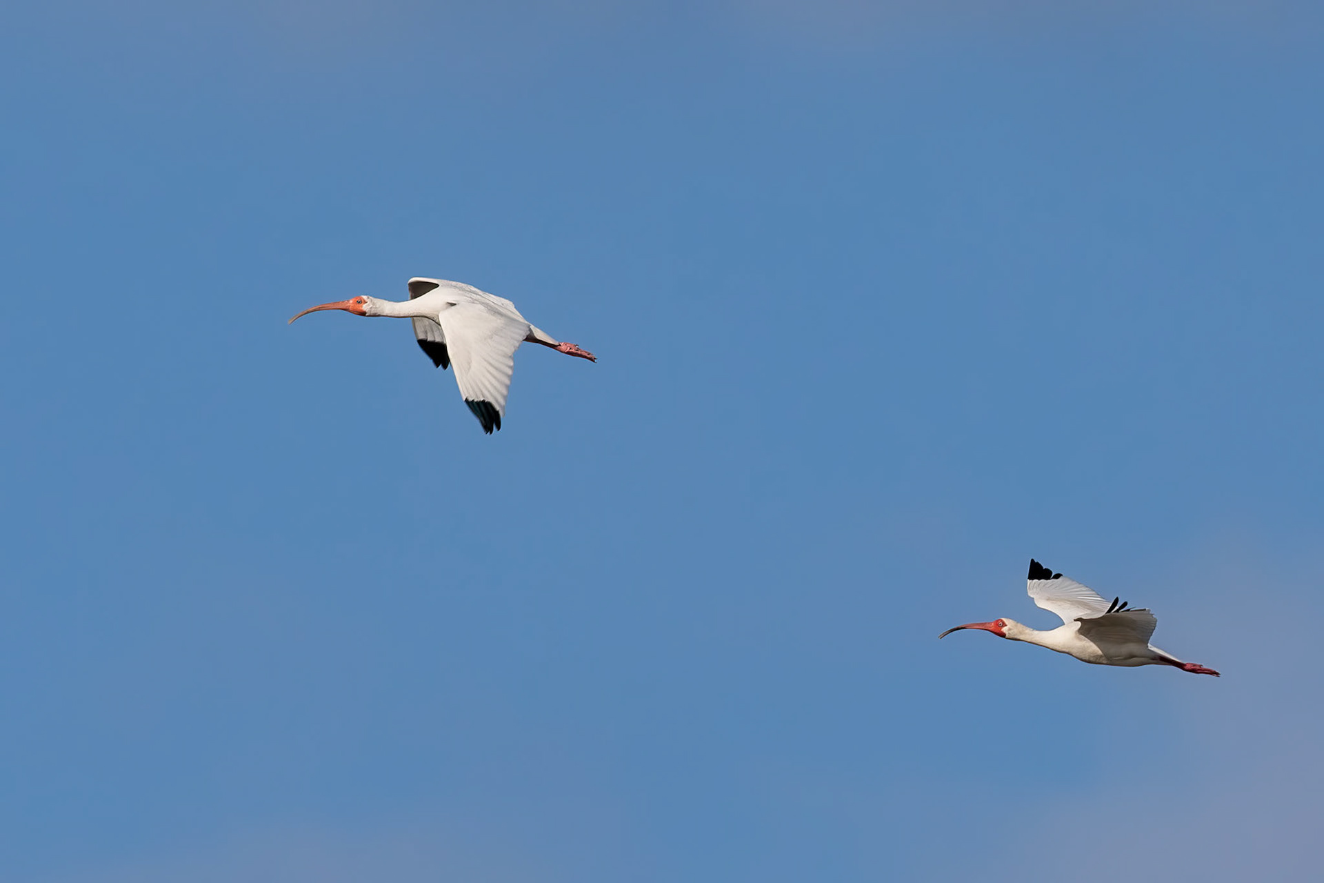 White Ibis