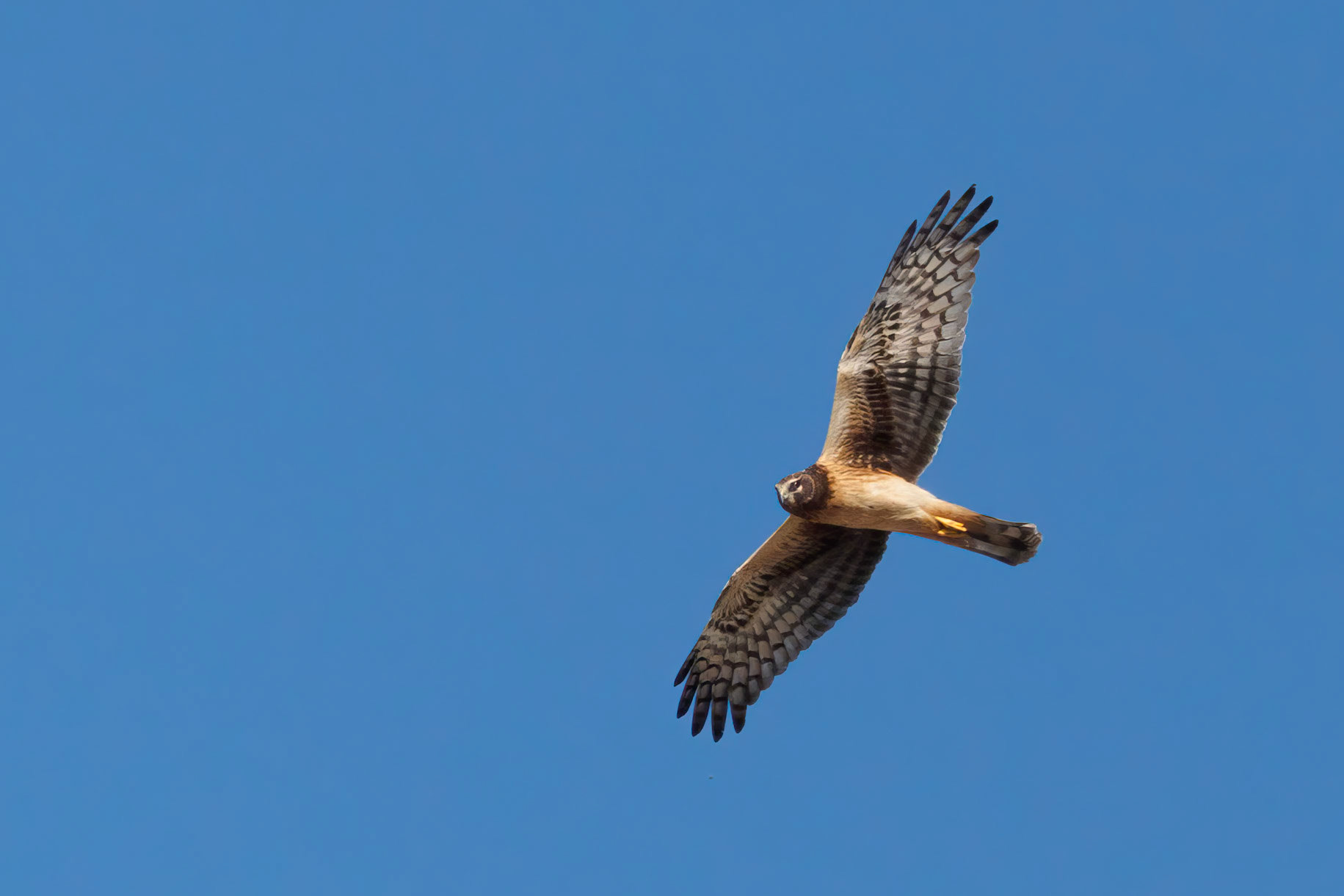 Northern Harrier