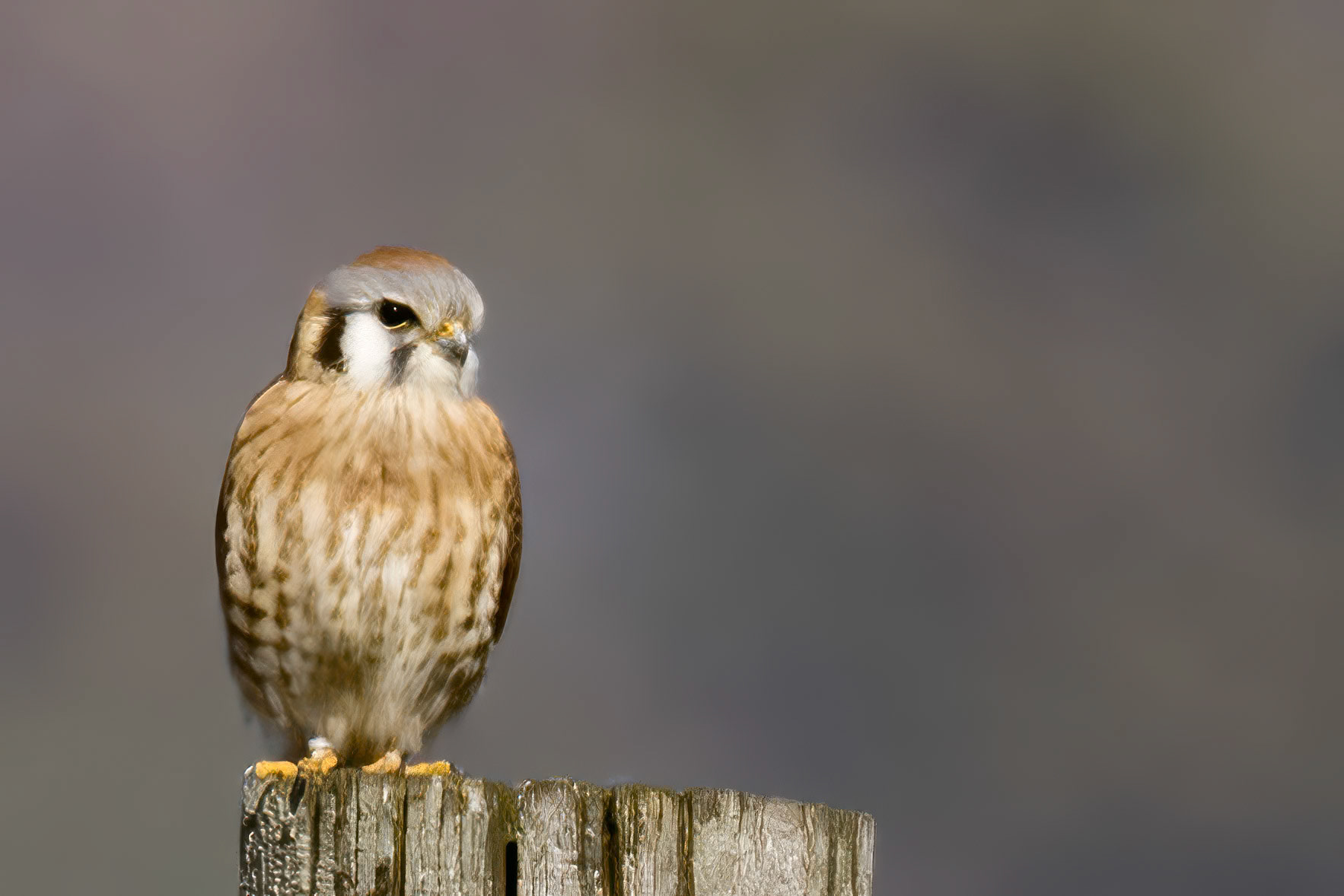 American Kestrel