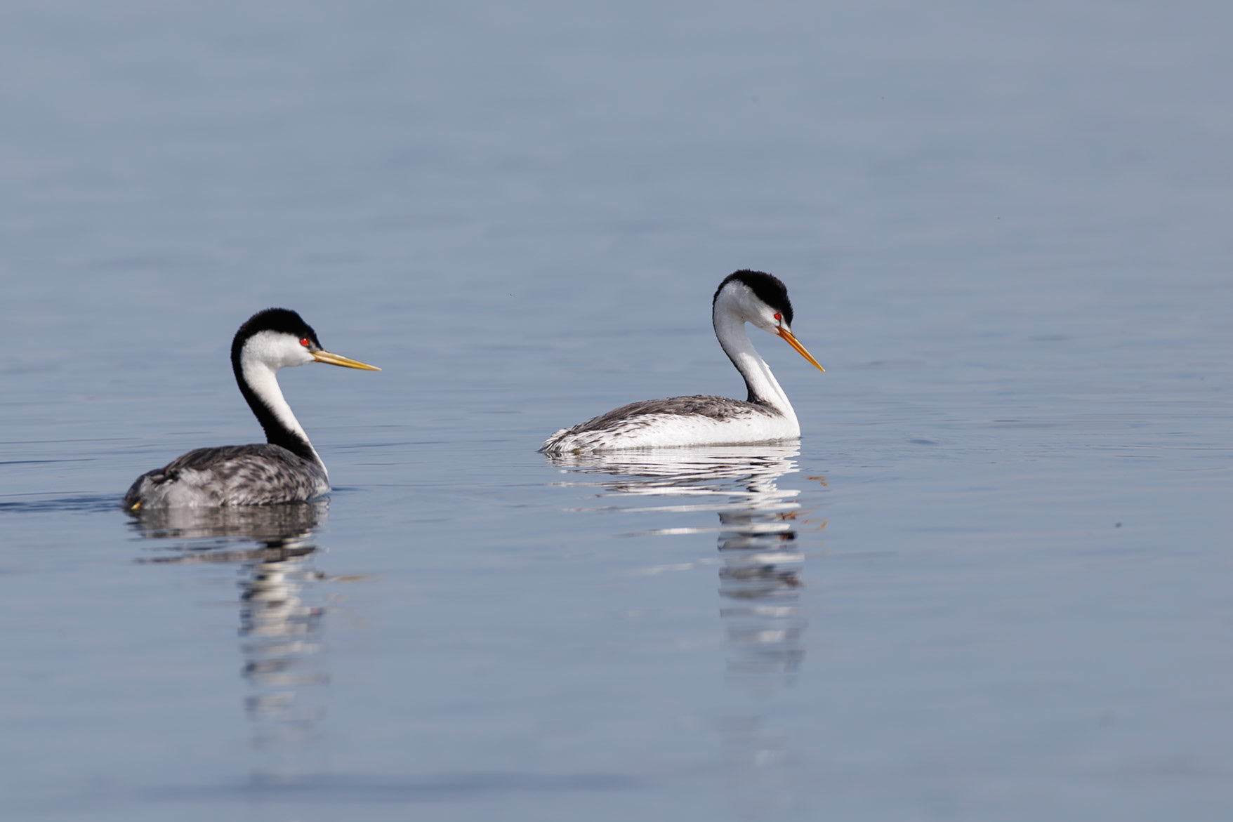 Cark's Grebe