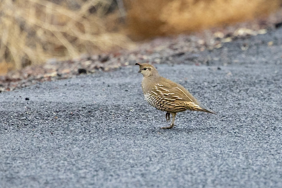 California Quail