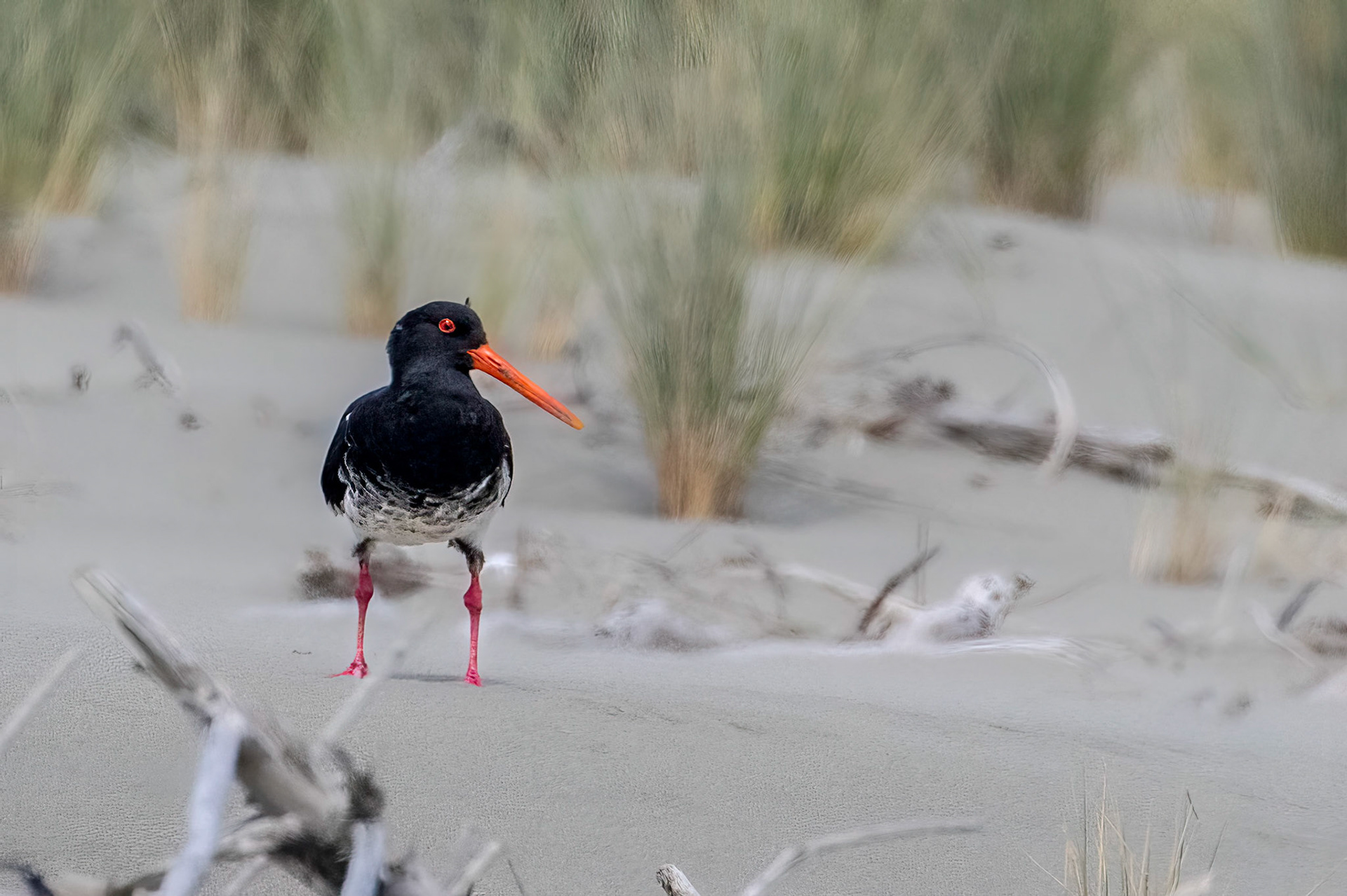 Variable Oystercatcher