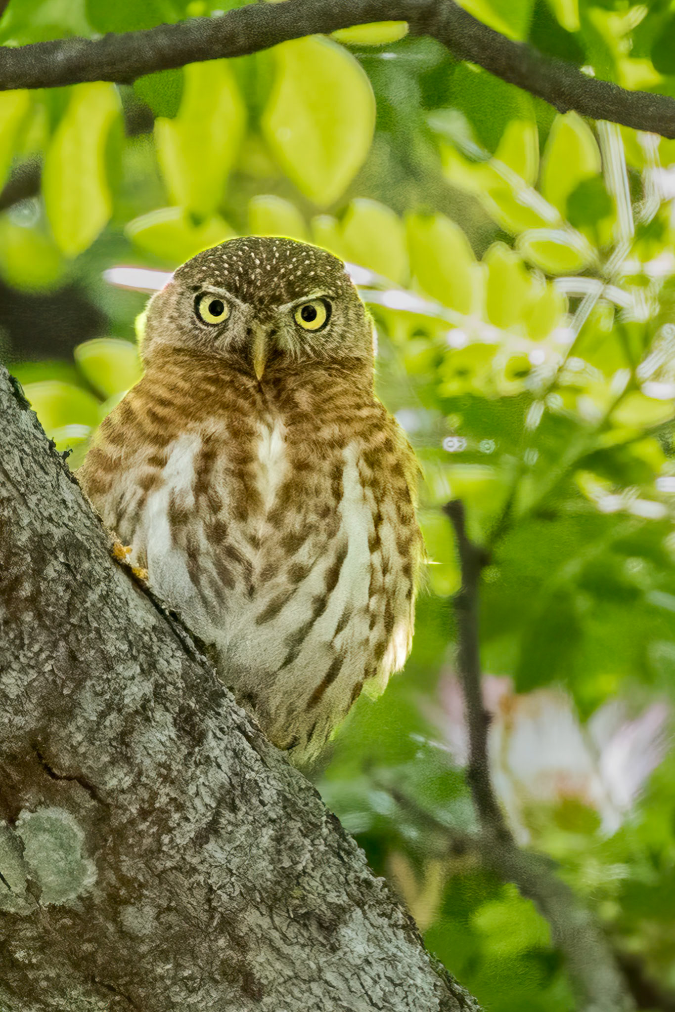Cuban Pygmy-Owl