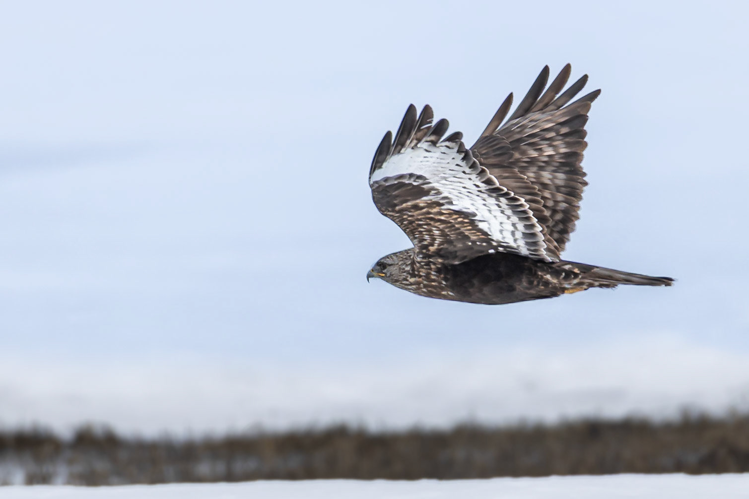 Ferruginous Hawk