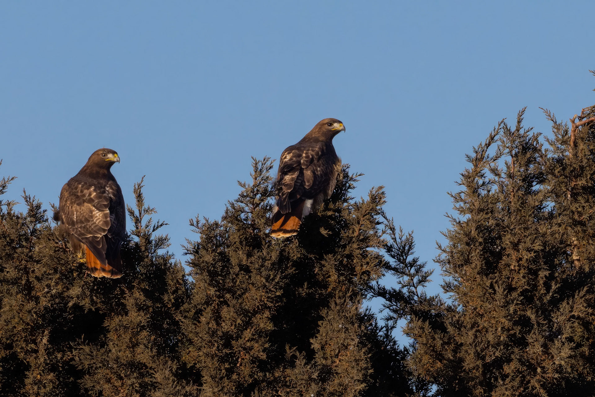 Red-tailed Hawks