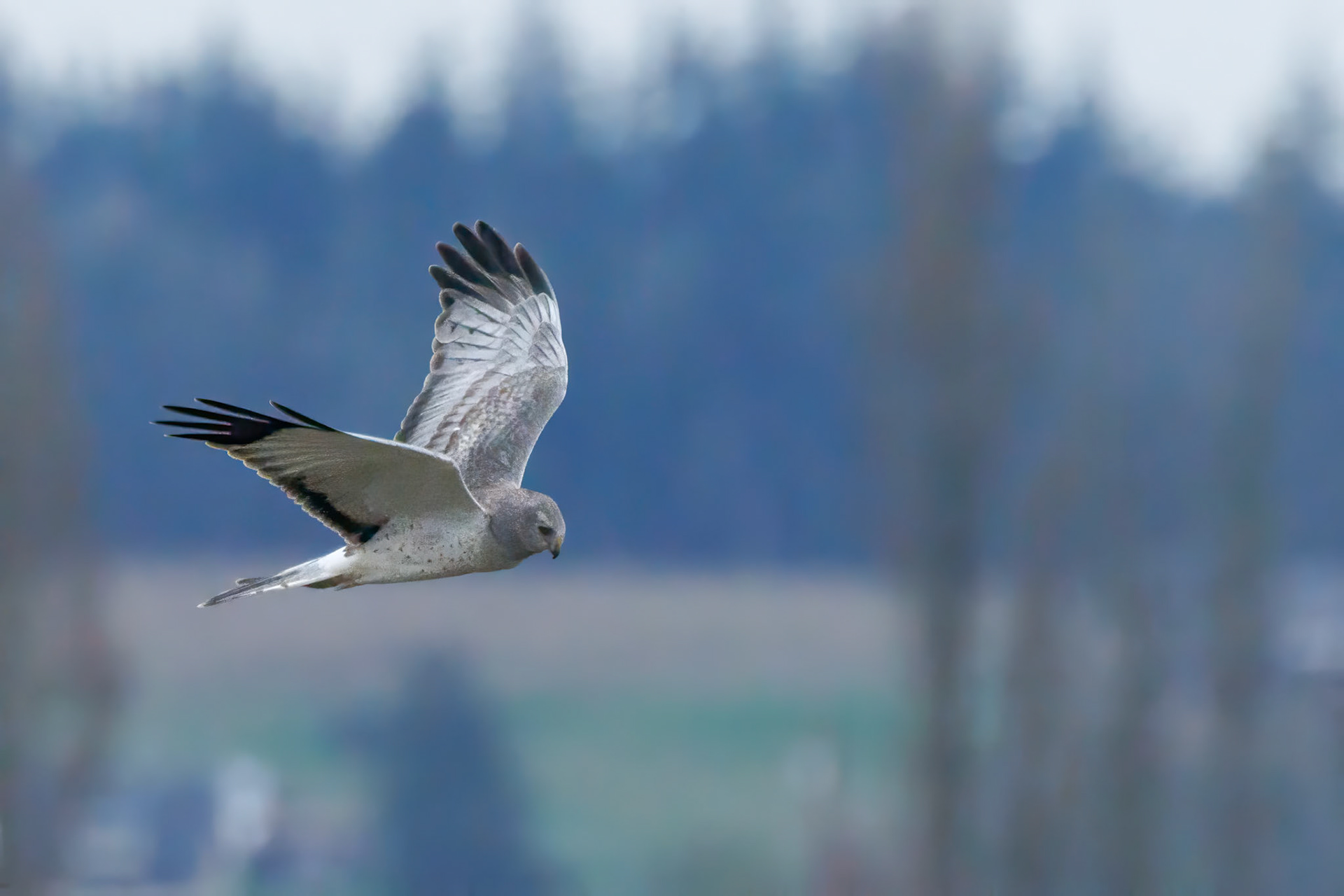 Male Northern Harrier