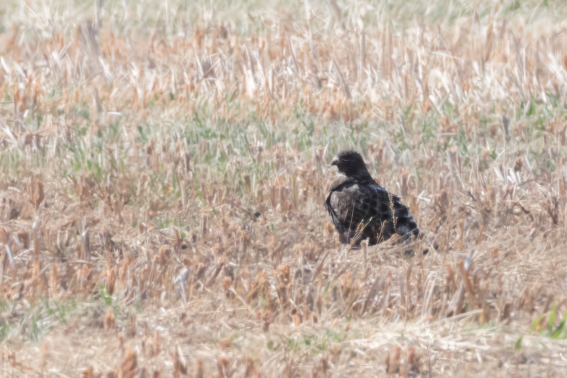 Dark Morph Rough-legged Hawk