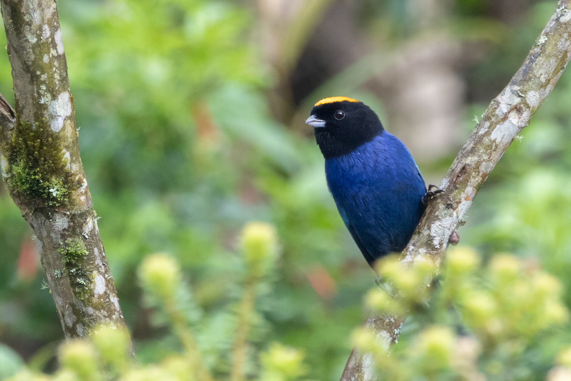 Golden-crowned Tanager