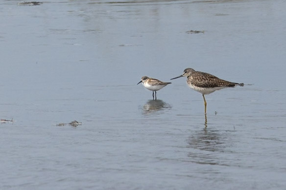Western Sandpiper and Greater Yellowlegs