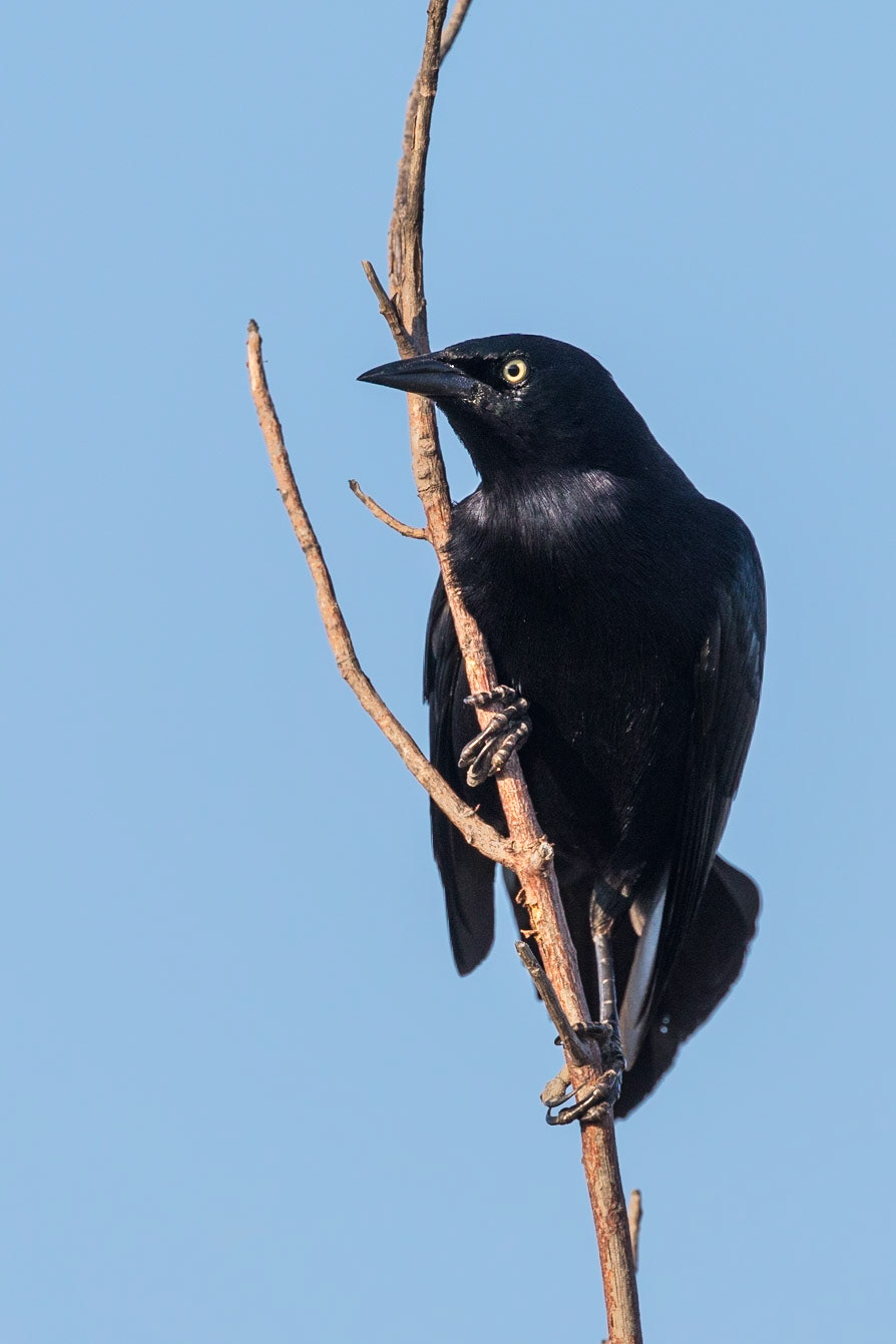 Greater Antillean Grackle