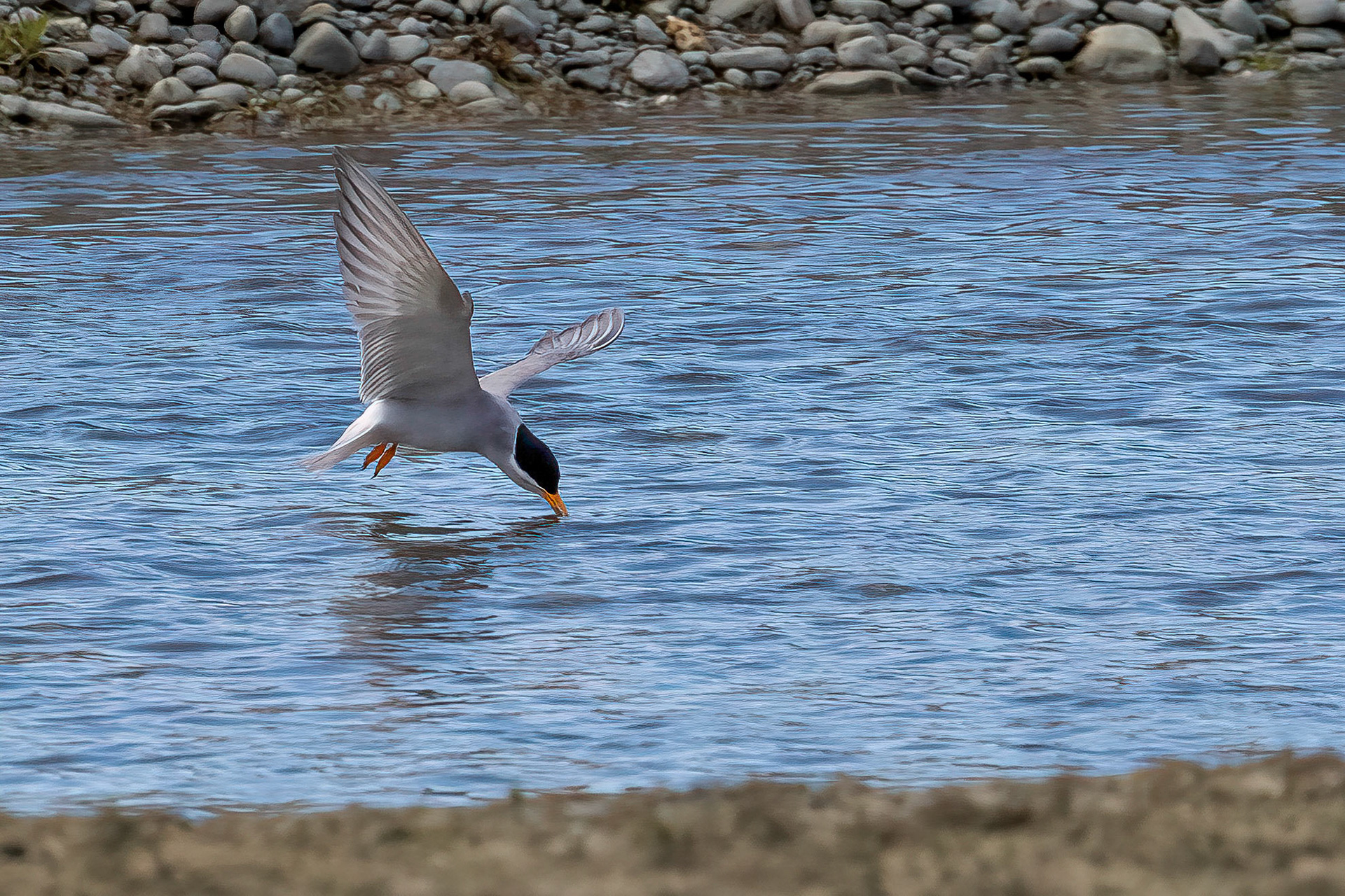 Caspian Tern