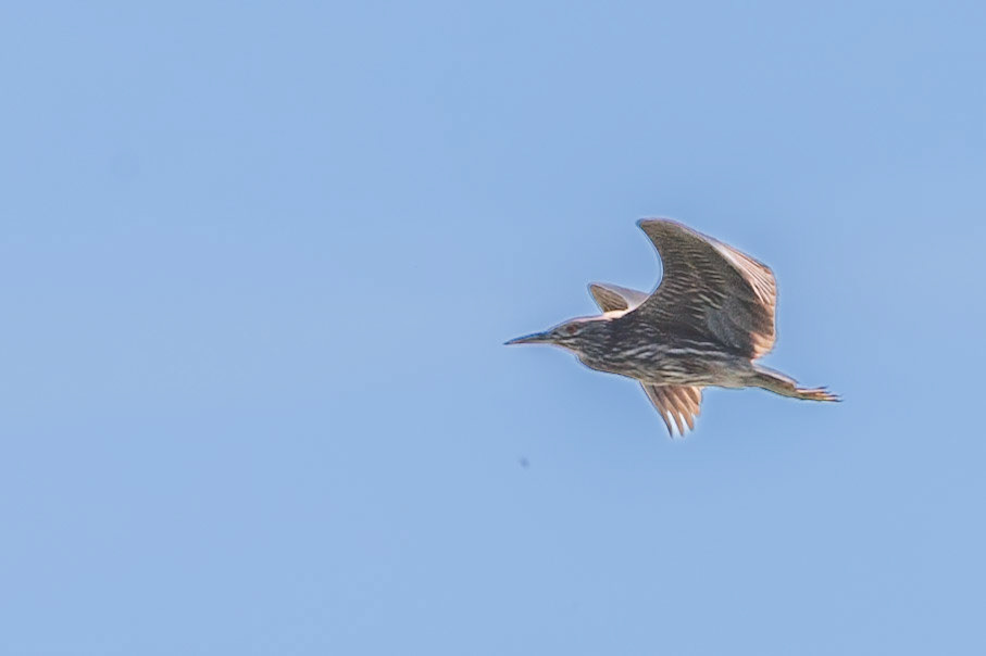 Juvenile Black-crowned Night Heron