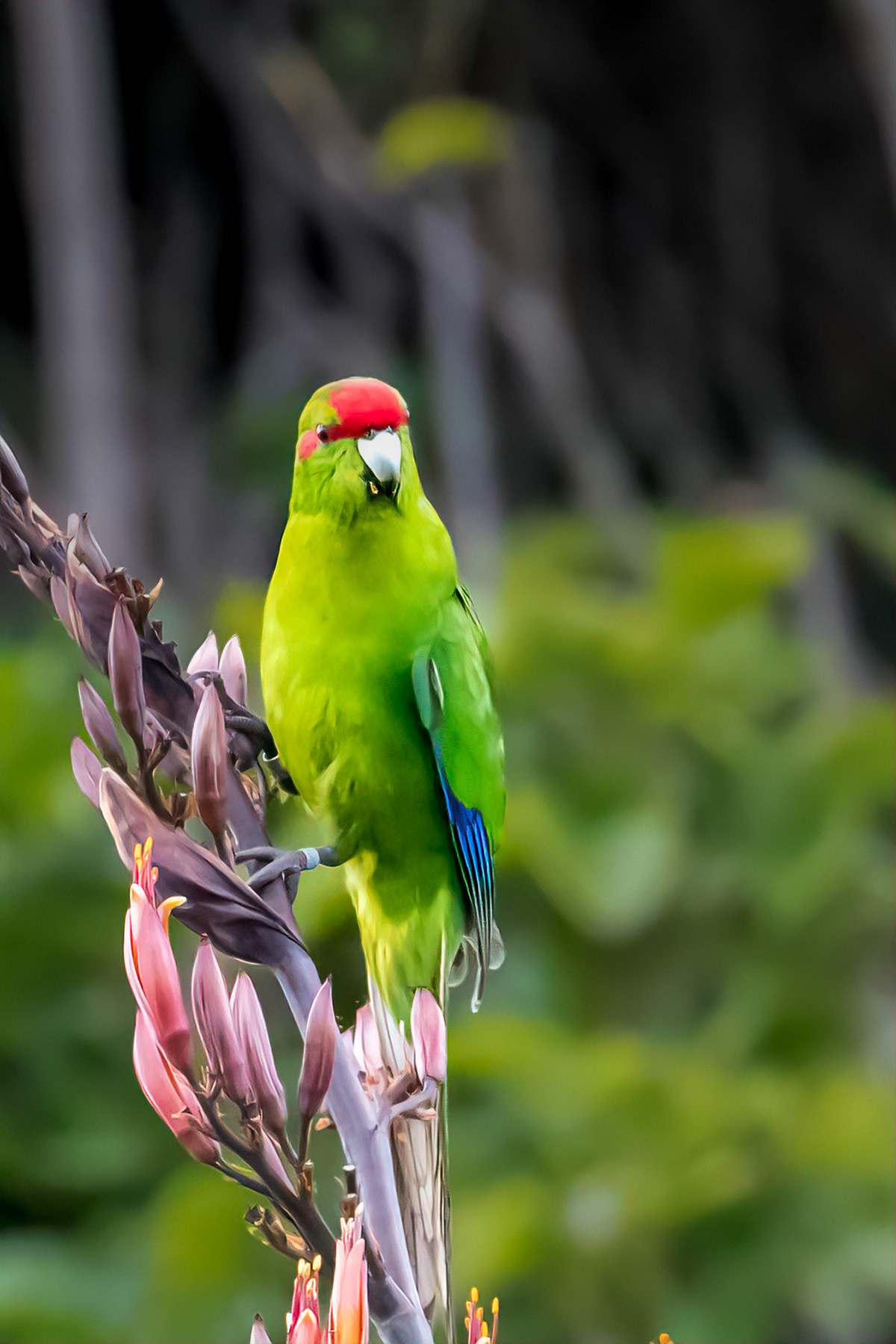 Kakariki (Red-crowned Parakeet)