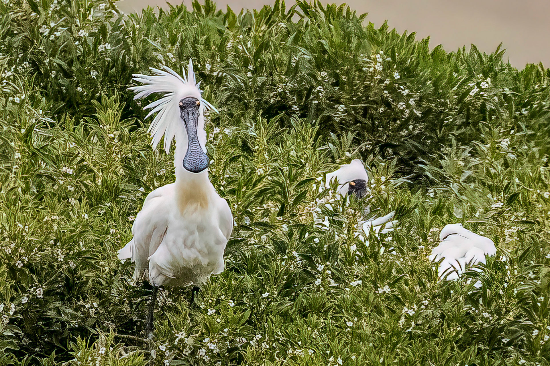 Royal Spoonbill, Kaikoura