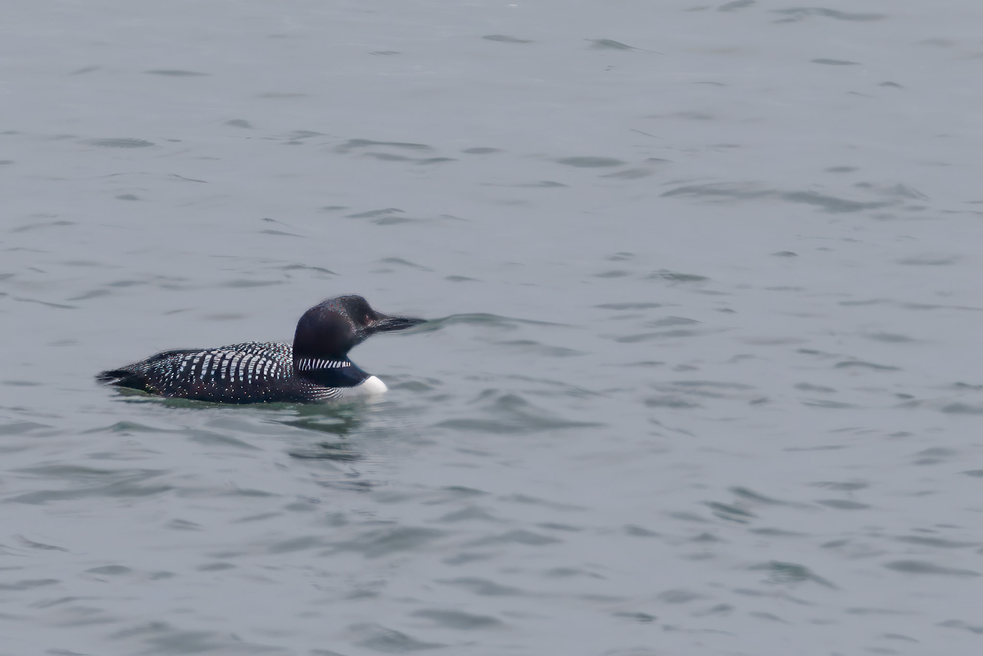 Common Loon