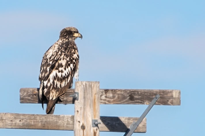Immature Bald Eagle