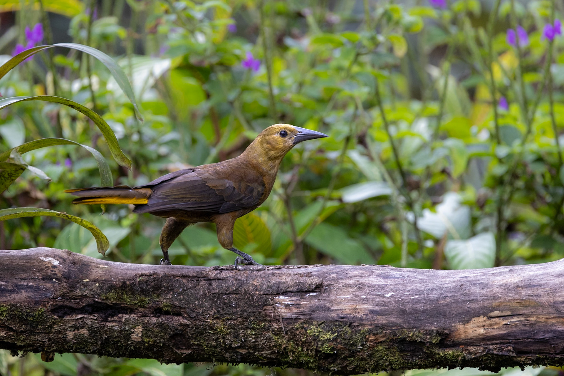 Russet-backed Oropendola