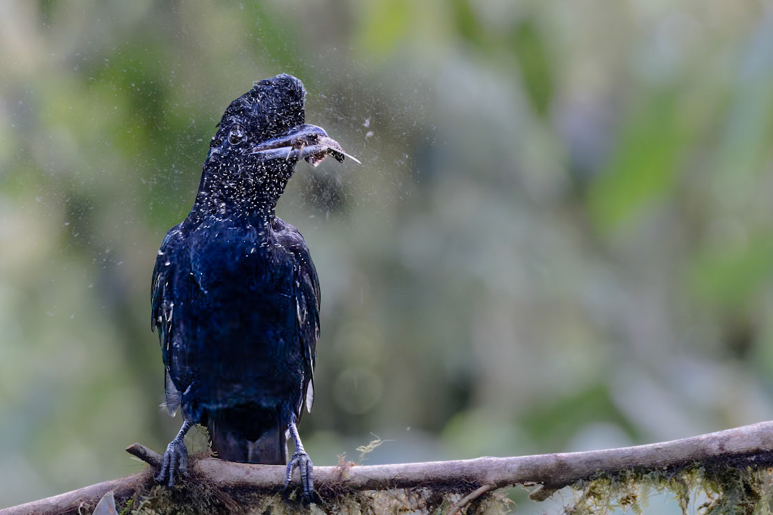 female Long-wattled Umbrellabird
