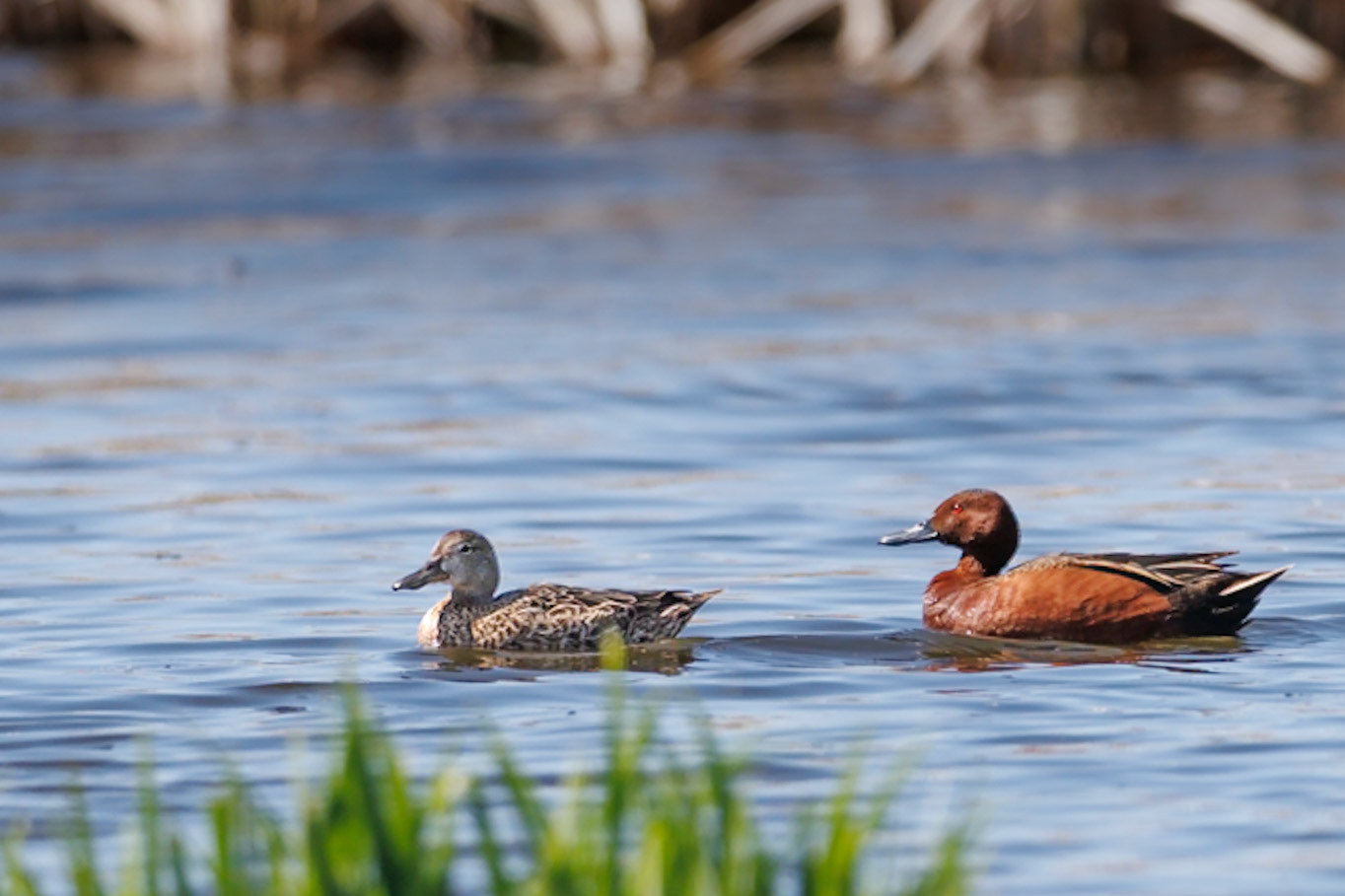 Cinnamon Teal