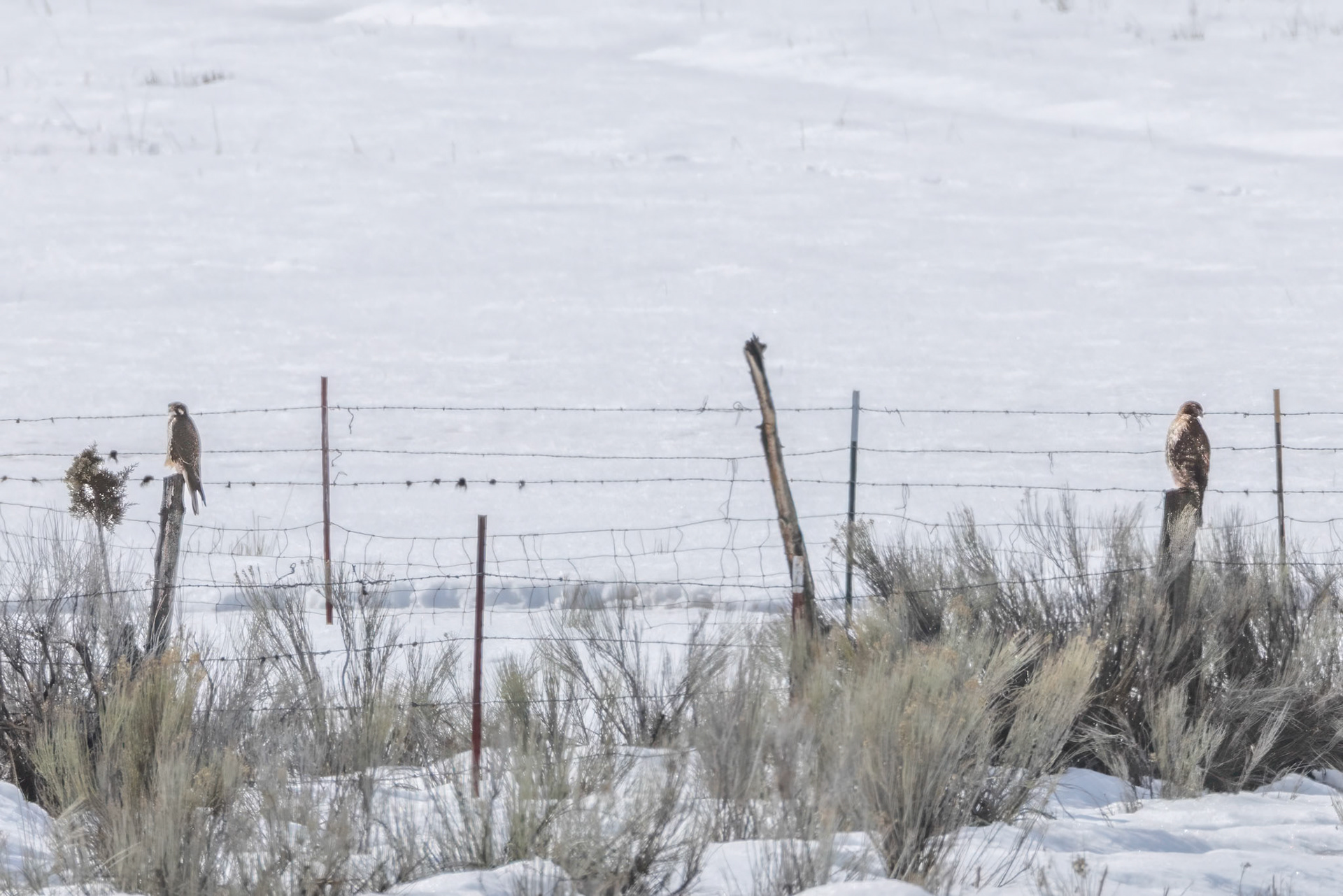 Prairie Falcon and Red-tailed Hawk