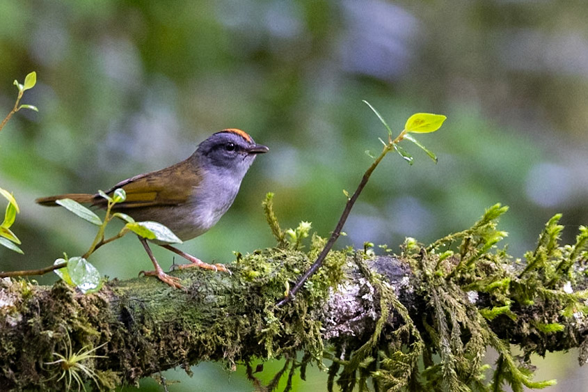 Russet-crowned Warbler