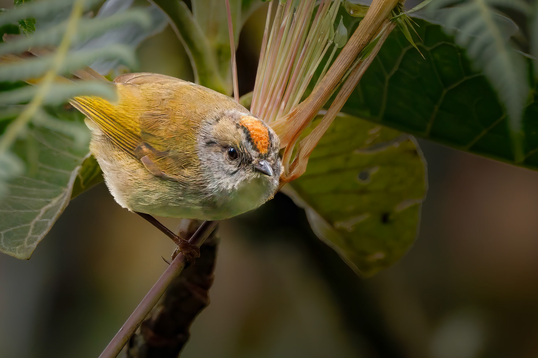 Russet-crowned Warbler