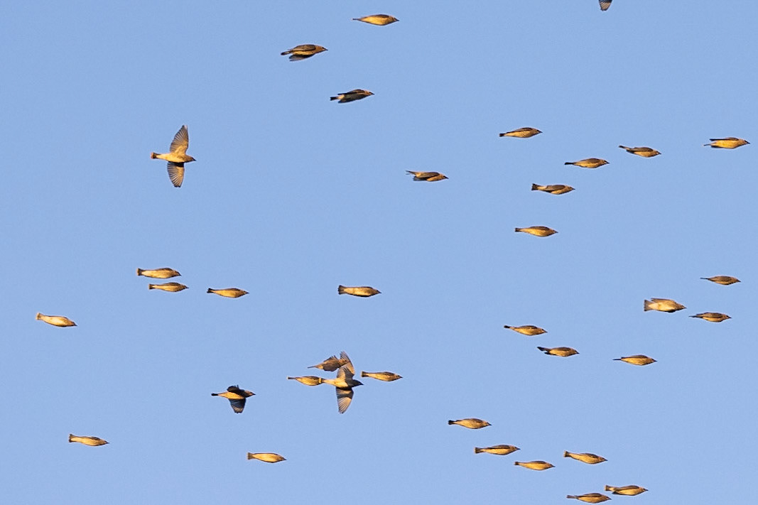 Cedar Waxwings migrating