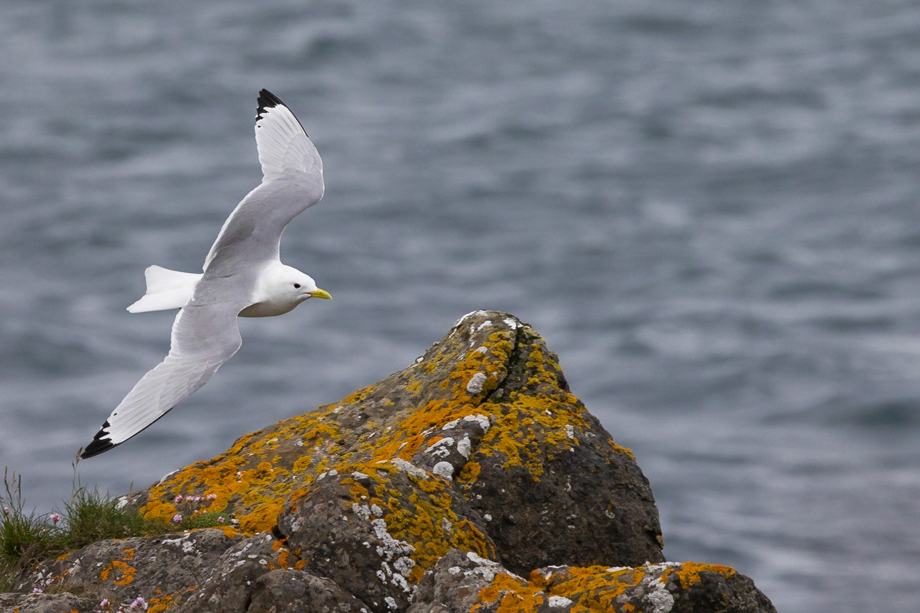 Black-legged Kittiwake