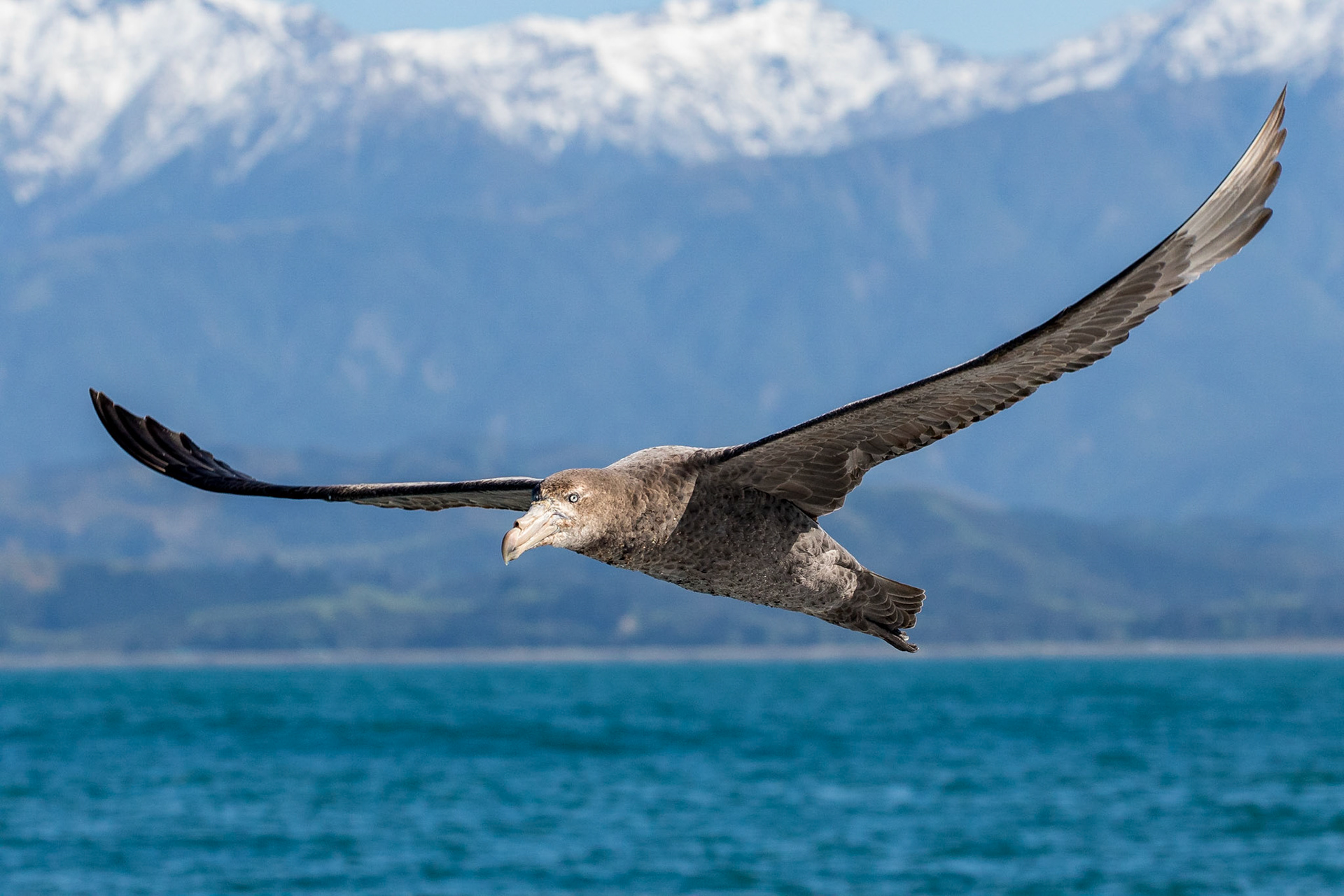 Northern Giant Petrel