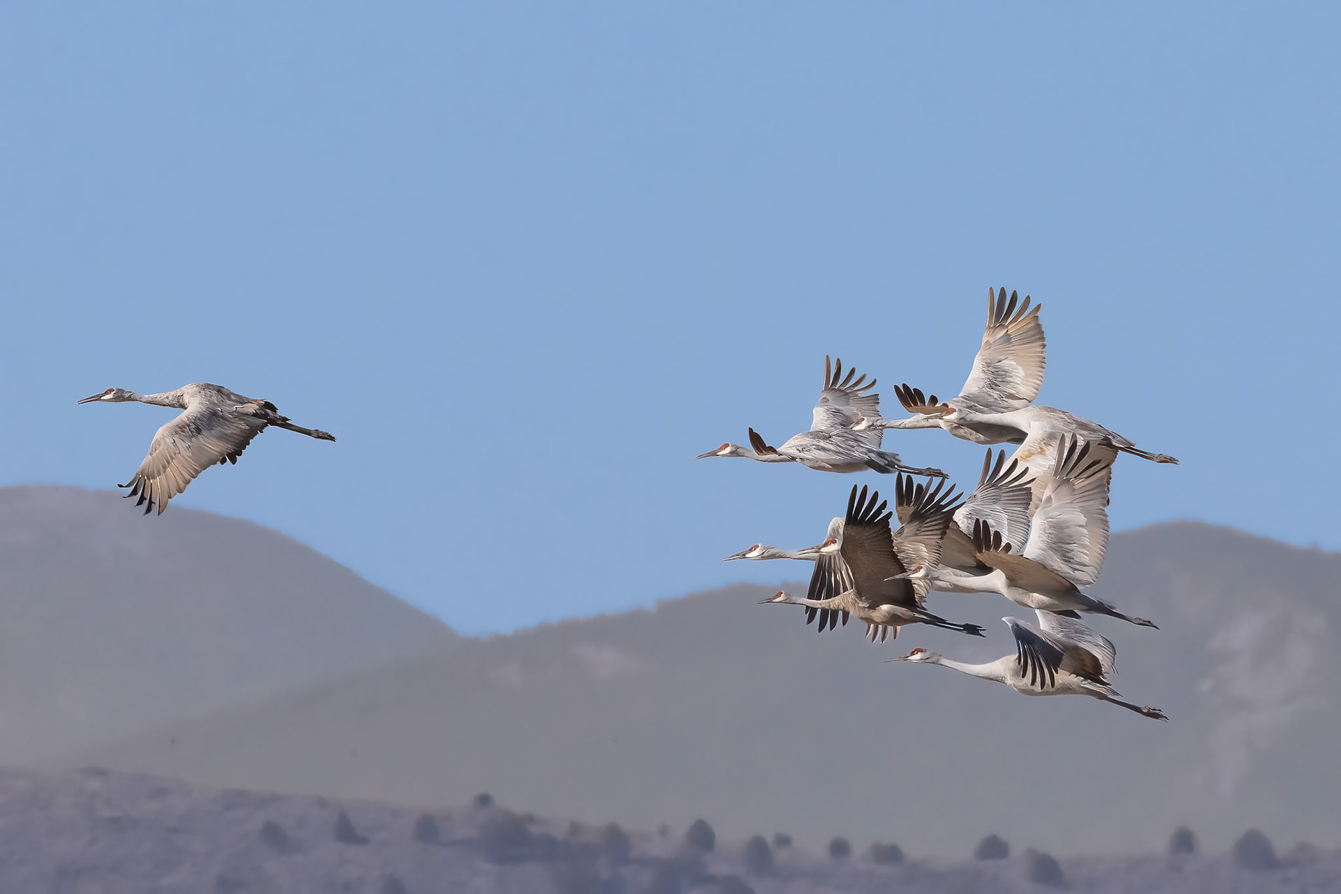 Sandhill Cranes