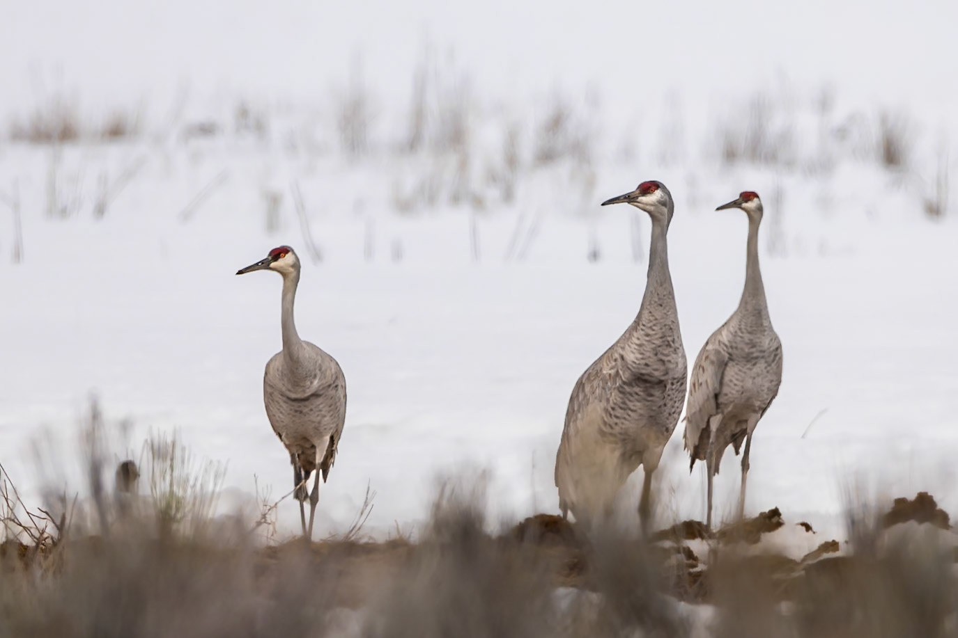 Sandhill Cranes