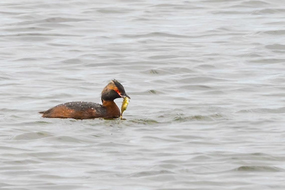Horned Grebe