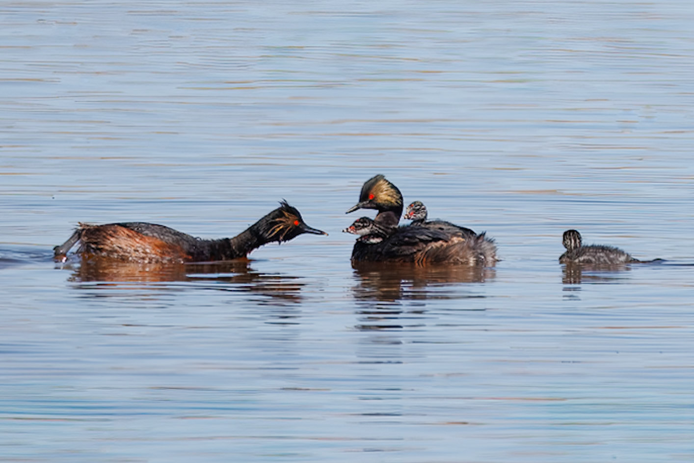 Eared Grebe Family