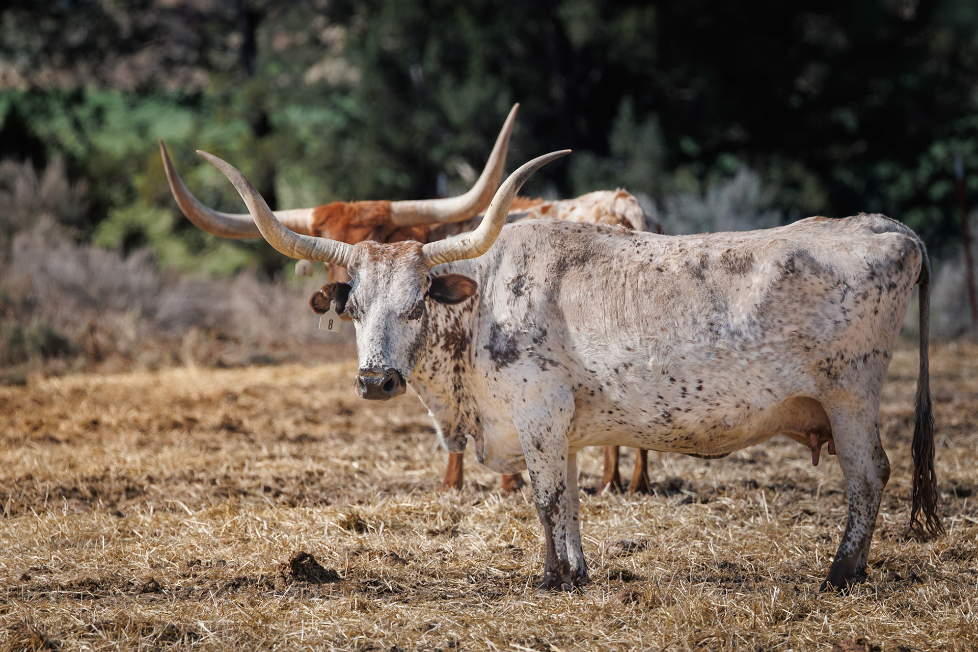 Texas Longhorn
