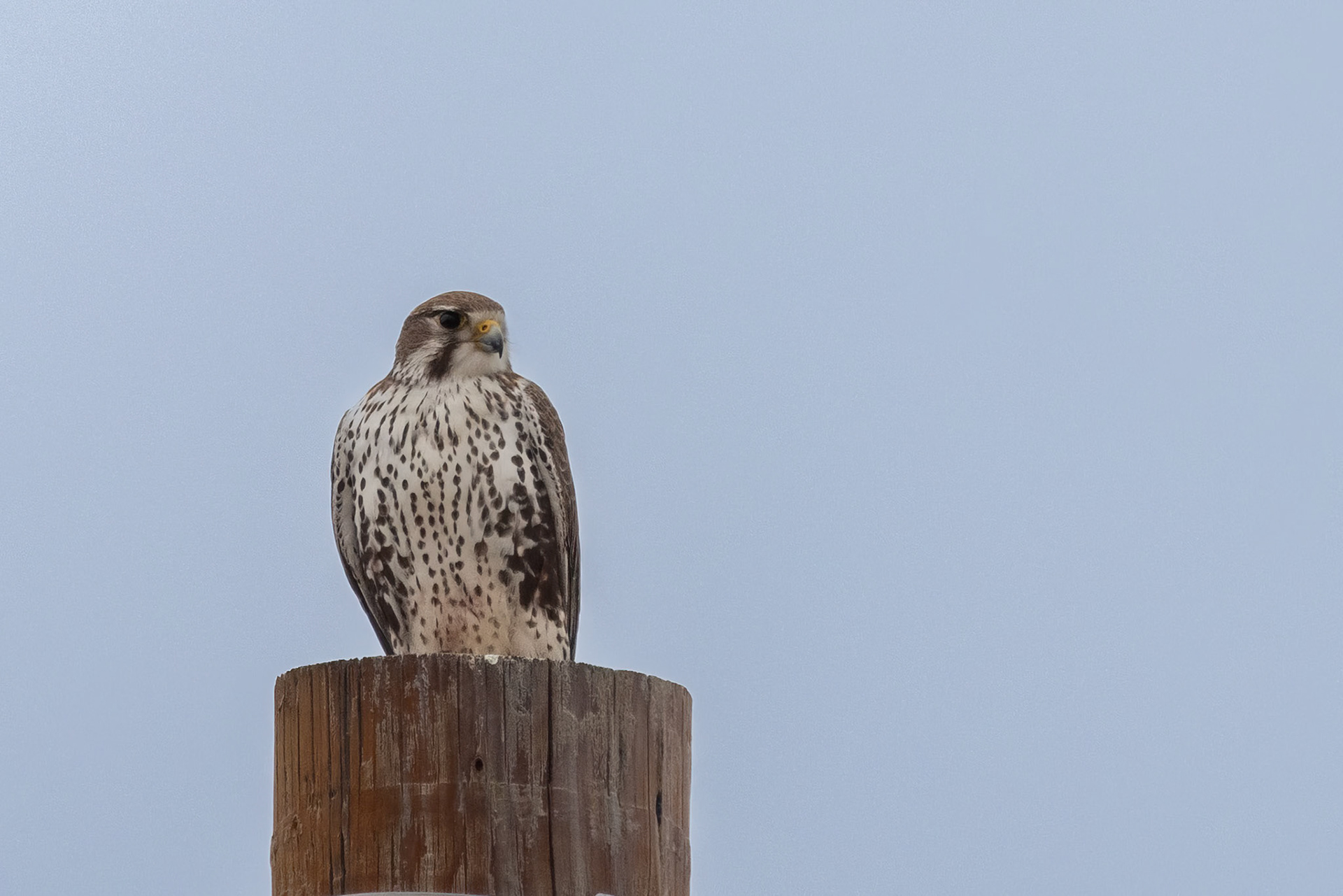 Prairie Falcon