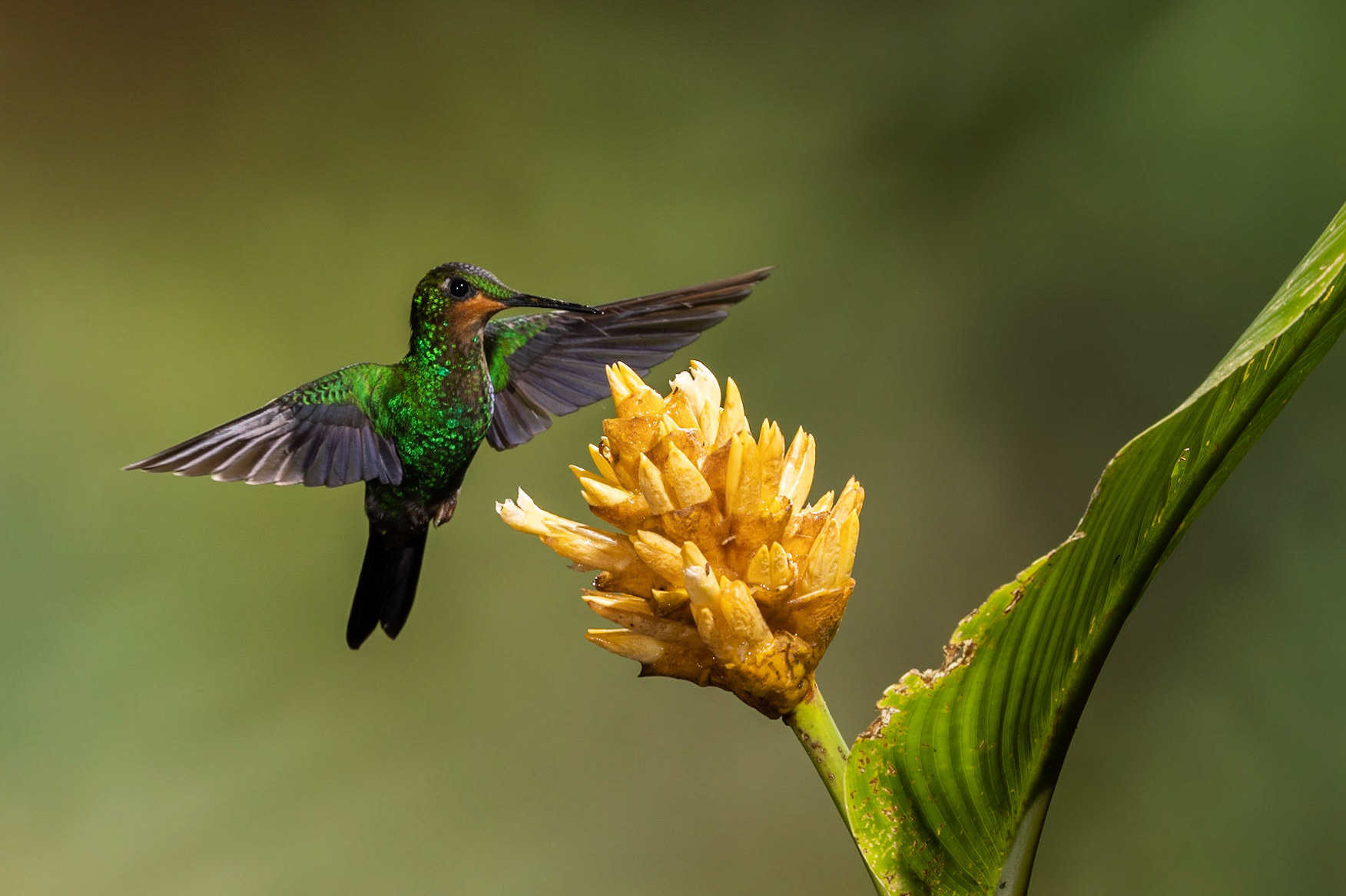 Green-crowned Brilliant