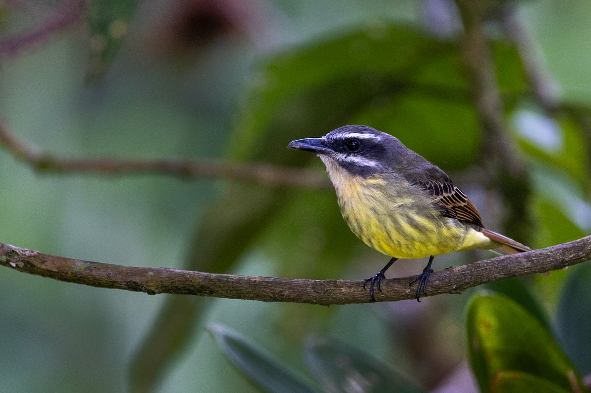 Golden-bellied Flycatcher