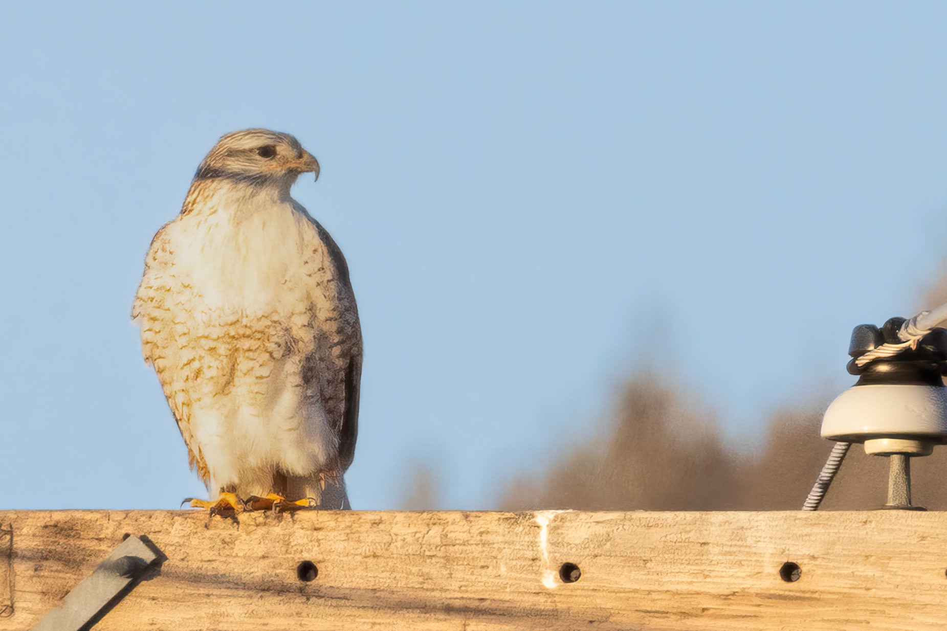 Ferruginous Hawk