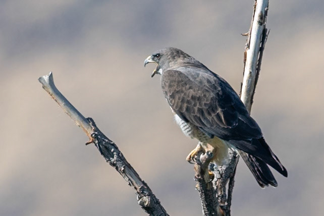 Swainson's Hawk